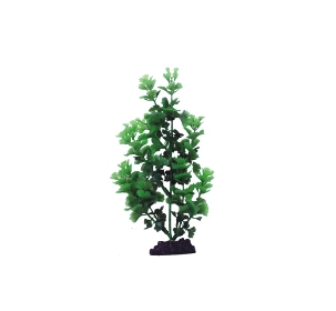 Plant AP 036 303x280