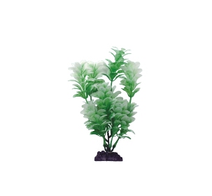 Plant AP 037 303x280