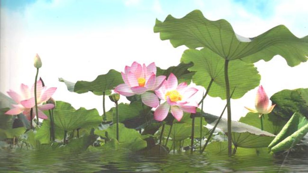 Садовый пруд летом