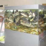 Торговый аквариум металлик (с карпами)