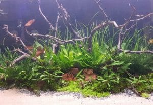 Блок Обслуживание аквариумов aqua-service.by (Haupt)