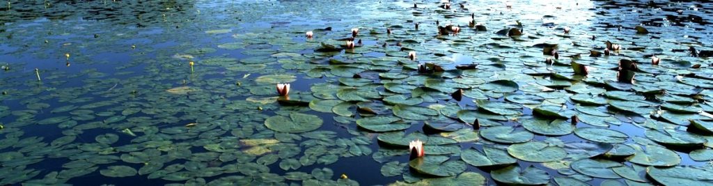 Горное зеро с кувшинками (tn)