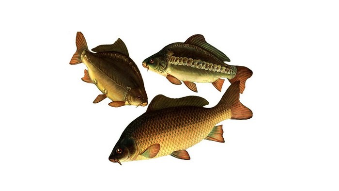 Карпы для торгового аквариума 700х394