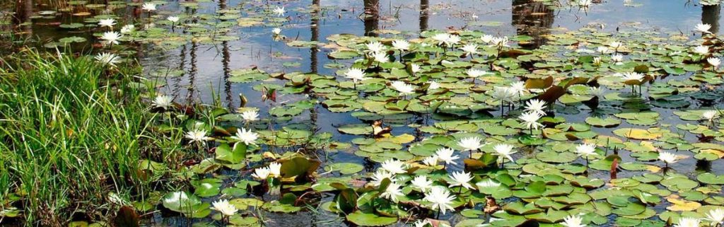 Лесной пруд (tn)