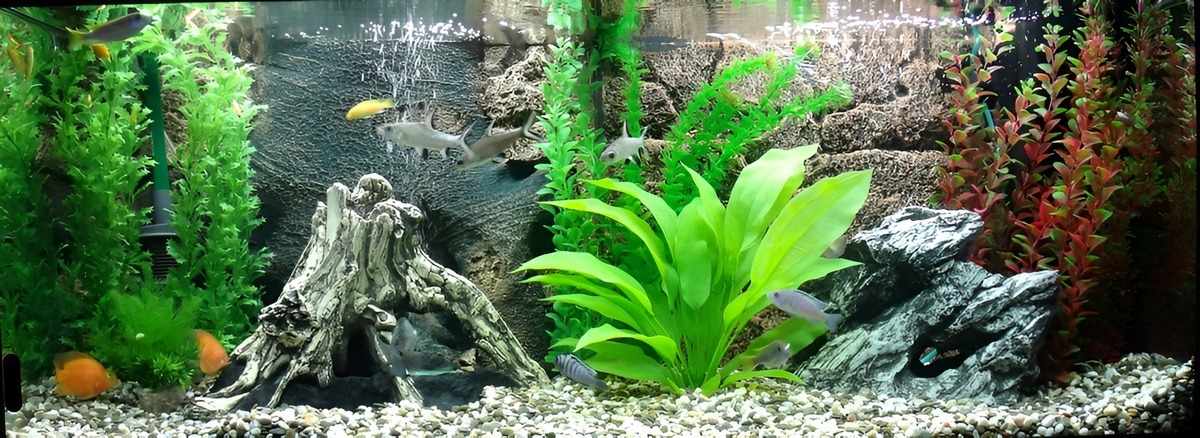 Пример оформления - аквариум 240 л (besser)