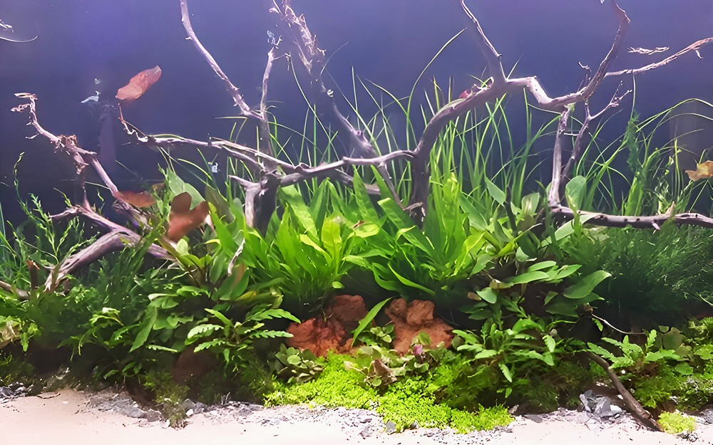 Обслуживание аквариумов aqua-service.by bs