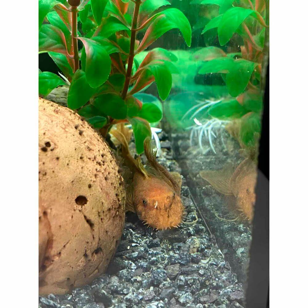 Анциструс золотистый вуалевый